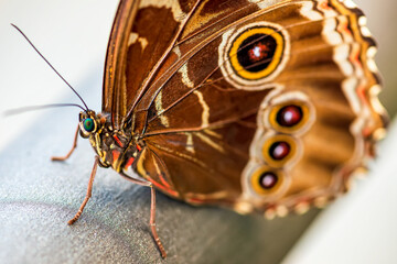 Close-up of brown butterfly with yellow circles.