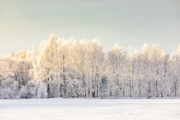 trees in the snow
