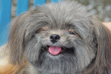 The old dog is smiling. photo pet Relaxing on the chair.