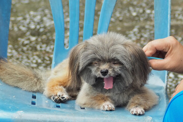 The old dog is smiling. photo pet Relaxing on the chair.