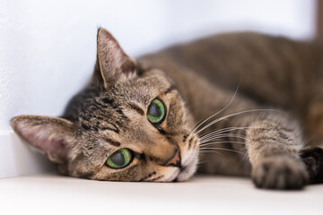 カメラ目線のキジトラ猫