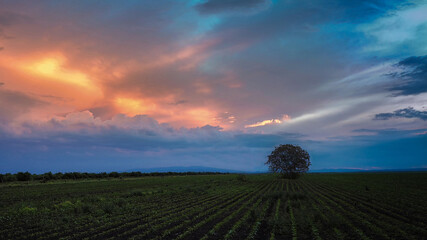 extraordinary sunset at the edge of the field