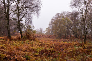 Obraz na płótnie Canvas A view of Mugdock Country Park on an autumn day