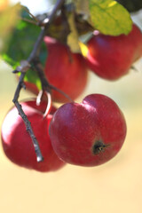 Colorful autumn nature in town