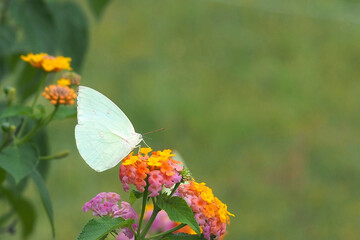Photo close up white butterfly on bloom flower. Beauty macro close up. Insect and flower. Nature background. white butterfly. Butterfly and pollen. Copy space. Butterfly on a leaves.