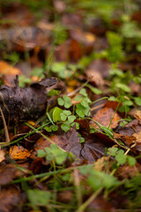 Clover on an autumnal forest foor