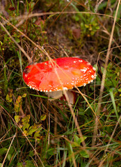 Fly agaric in a field in Scotland