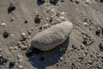 不思議な模様の石
