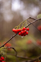 Red berries in the woods in Mugdock Country Park, Scotland