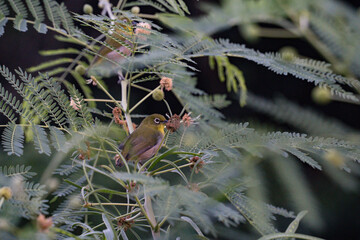 小笠原のメジロ