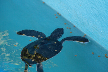餌を食べるウミガメの赤ちゃん