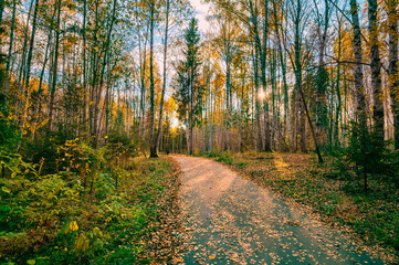 Autumn landscape of a birch grove, fallen leaves.