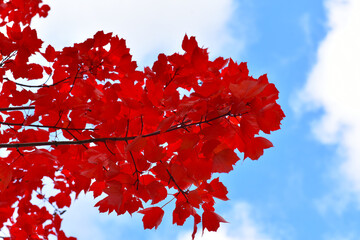 red maple leaves on a blue sky background