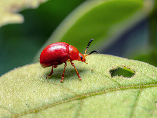 Red beetle species in nature or in garden