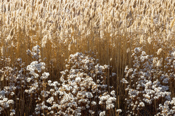 Field of Scirpus (or club-rush) and Sonchus (or sow thistles). © Kira0Kirina