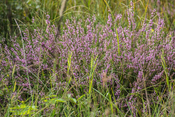 plants of the heather in a field near a swamp in the French region of the Morvan in summer