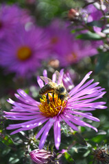 bee on a flower