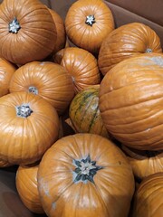 Italy: Halloween, several yellow pumpkin. 