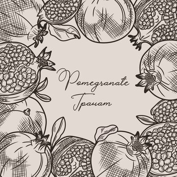 A sketch of a pomegranate frame. Illustration of pomegranate fruits and leaves.