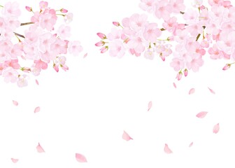 Obraz na płótnie Canvas 美しく華やかな桜の花と花びら舞い散る春の白バック背景ベクター素材イラスト