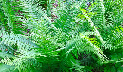 Fototapeta na wymiar Green fresh bush of fern in the forest. Natural thickets, floral abstract background. Perfect natural fern pattern. Beautiful background made with young green fern leaves. Selective focus.