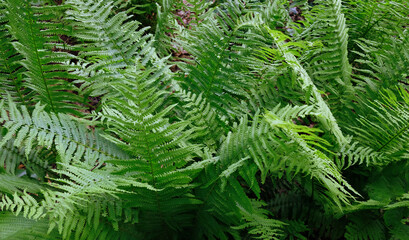 Green fresh bush of fern in the forest. Natural thickets, floral abstract background. Perfect natural fern pattern. Beautiful background made with young green fern leaves. Selective focus.