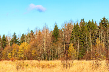 Landscape of an autumn mixed forest with withered grass against a blue clear sky. 