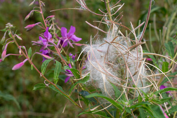 fireweed