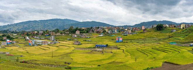 Panorama of Yellow Rice Paddies