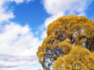 Lush willow in autumn with yellow leaves against a blue sky with clouds.