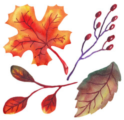 Autumn leaves, branches and berries. Set of watercolor illustrations	
