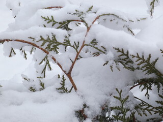 winter, snow, cold, tree, nature, branch, ice, frost, white, season, frozen, branches, forest, plant, bush, christmas, snowfall, trees, closeup, pine, macro, fir, freeze, weather, berry