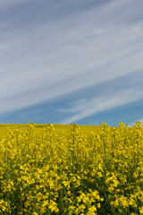 Obraz premium Canola flowers