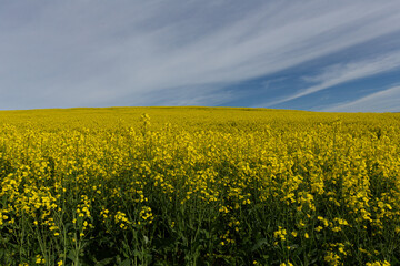 Fototapeta premium Canola field