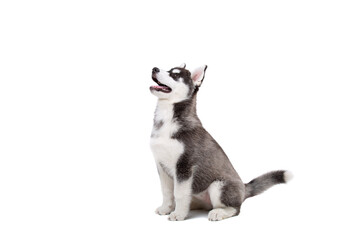 Siberian Husky puppy, 3 months old in front of white background. Siberian Husky isolated on white background. Studio shot of a funny husky puppy in black and white color. Beautiful cute husky puppy
