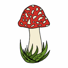 Hand drawn amanita muscaria on white background. Vector image.