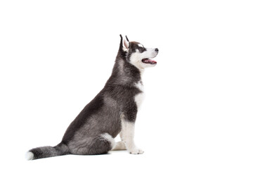 Naklejka na ściany i meble Siberian Husky puppy, 3 months old in front of white background. Siberian Husky isolated on white background. Studio shot of a funny husky puppy in black and white color. Beautiful cute husky puppy