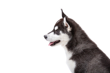 Siberian Husky puppy, 3 months old in front of white background. Siberian Husky isolated on white background. Studio shot of a funny husky puppy in black and white color. Beautiful cute husky puppy