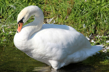 Höckerschwan