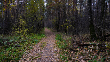 Autumn path in the Russian forest.