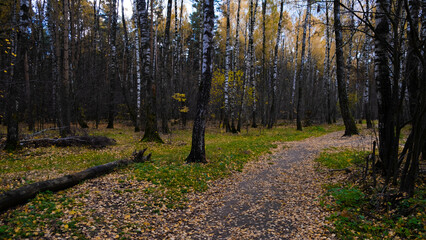Obraz premium Autumn path in the Russian forest.