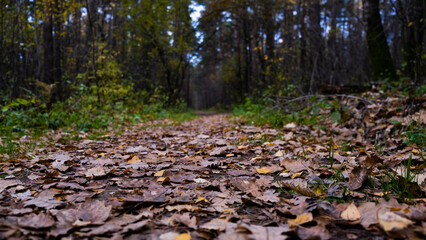 Autumn path in the Russian forest.