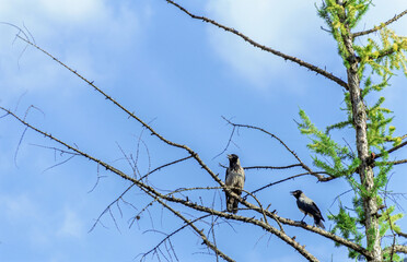 Real pretty crows on fir branches