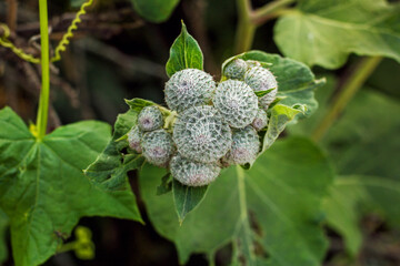 Burdock fruits on stem at summer day