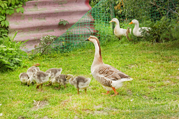 Goose and teenage goslings on green grass