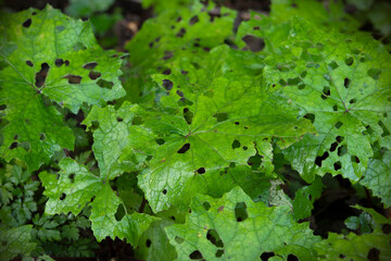 Coltsfoot wet leaves eaten by insects after a rainy day. Foalfoot background.