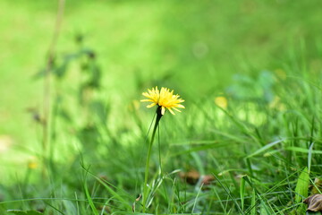 flower, dandelion, flower on the grass