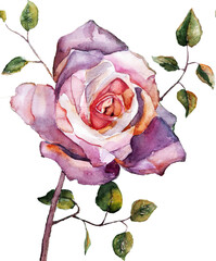 Watercolor rose with leaves on white background. Floral illustration for decor cards.
