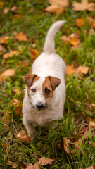 Jack russell terrier dog with a lot of yellow and red autumn leaves around. Dog walk in the park on the fall