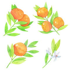 watercolor set of mandarin branches, hand drawn watercolor illustration isolated on white, Food Clipart
